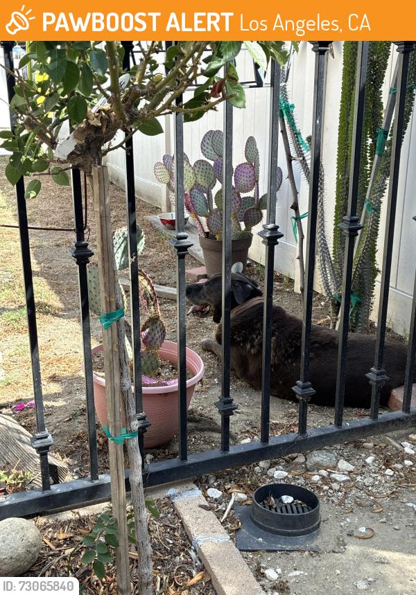 Found/Stray Female Dog last seen Branford st and oscborne street, Los Angeles, CA 91331