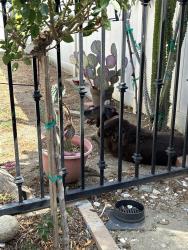 Found/Stray Female Dog last seen Branford st and oscborne street, Los Angeles, CA 91331
