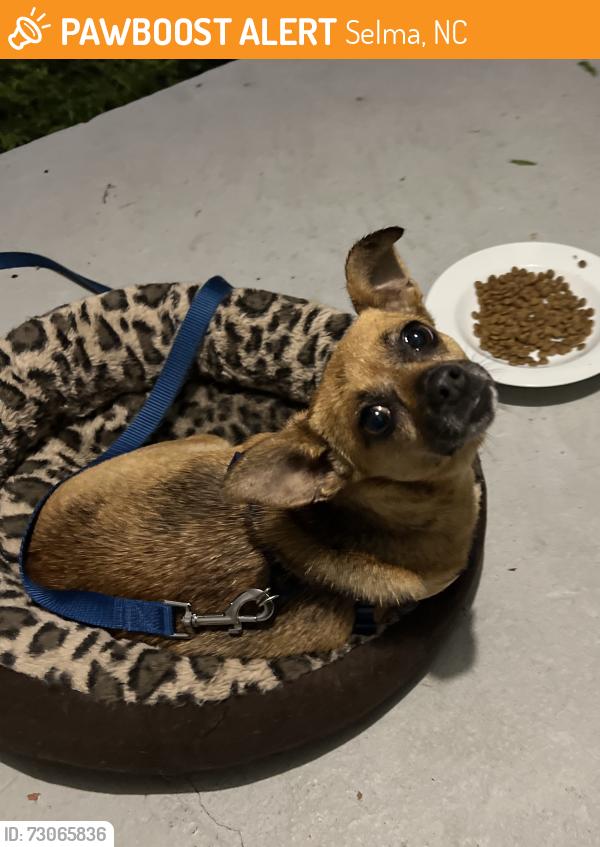 Found/Stray Female Dog last seen Richardson and N Massey, Selma, NC 27576