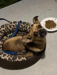Found/Stray Female Dog last seen Richardson and N Massey, Selma, NC 27576
