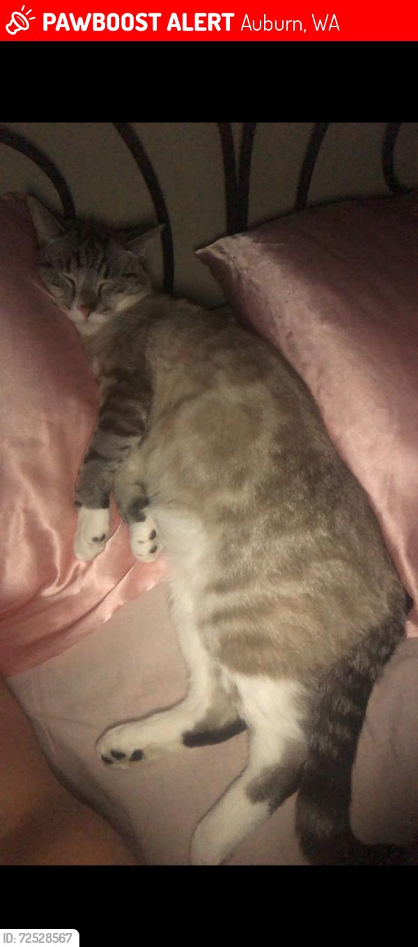 Lost Male Cat last seen Near 45th st ne Auburn, Wa, Auburn, WA 98002