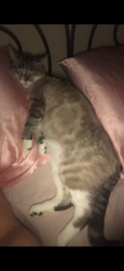 Lost Male Cat last seen Near 45th st ne Auburn, Wa, Auburn, WA 98002