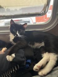 Lost Female Cat last seen 55th federal, Denver, CO 80204
