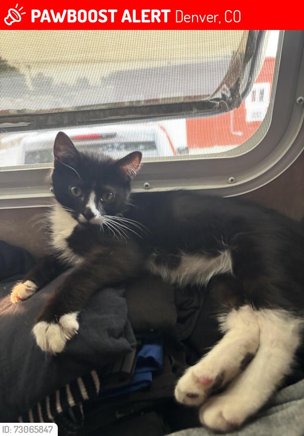 Lost Female Cat last seen 55th federal, Denver, CO 80204