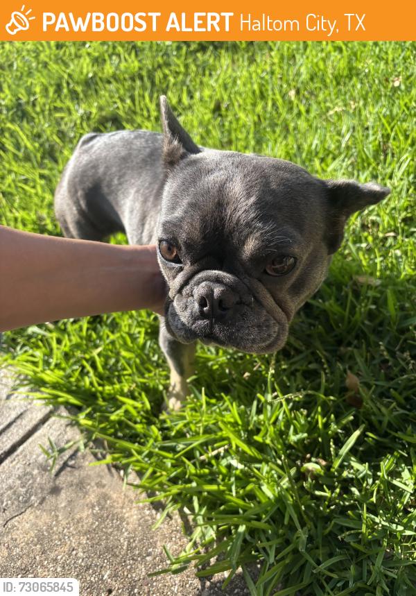 Found/Stray Female Dog last seen Haltom, Haltom City, TX 76117