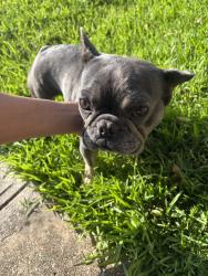 Found/Stray Female Dog last seen Haltom, Haltom City, TX 76117