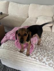 Found/Stray Male Dog last seen South Moore apmt, South Charleston, WV 25303
