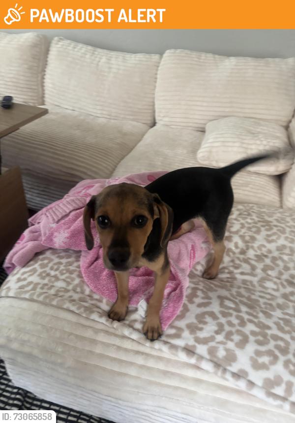 Found/Stray Male Dog last seen South Moore apmt, South Charleston, WV 25303