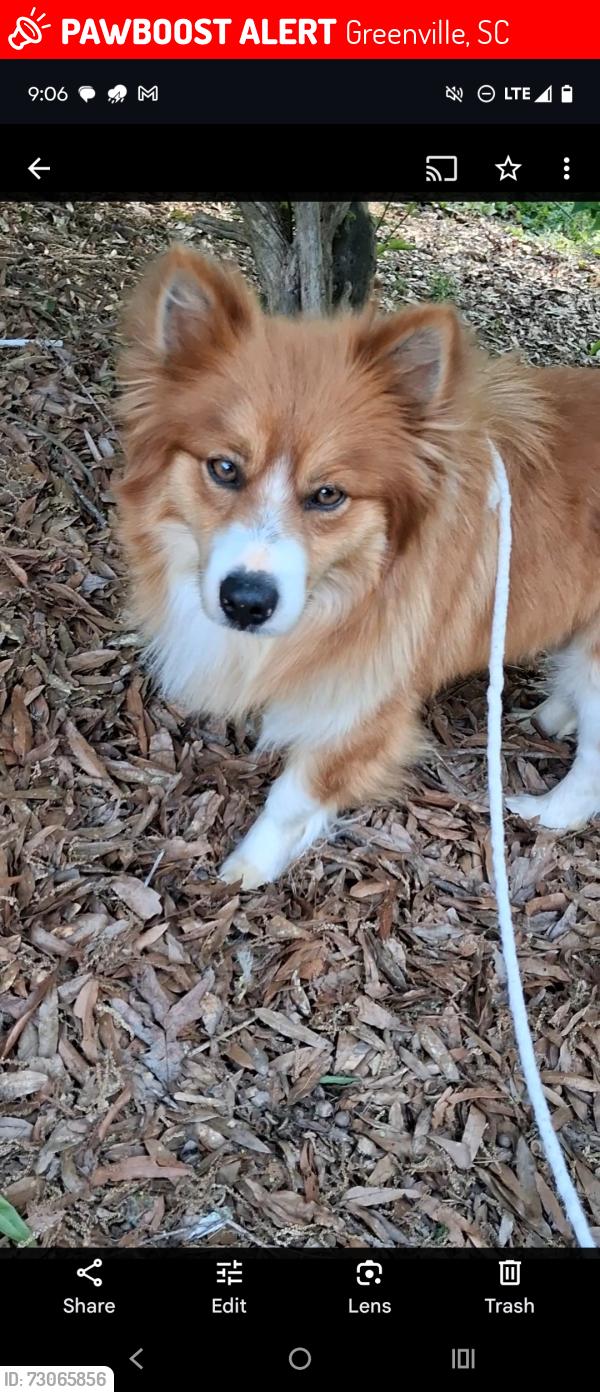 Lost Male Dog last seen Near Mauldin rd, Greenville, SC 29605