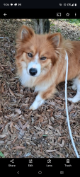 Lost Male Dog last seen Near Mauldin rd, Greenville, SC 29605