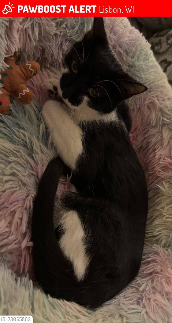 Lost Female Cat last seen Weyer rd and duplaineville, Lisbon, WI 53089