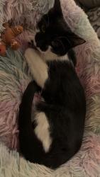 Lost Female Cat last seen Weyer rd and duplaineville, Lisbon, WI 53089