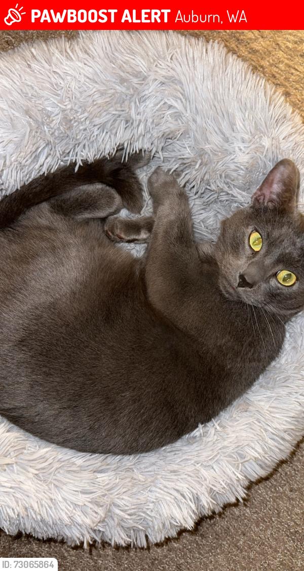 Lost Male Cat last seen Near 45th st ne Auburn, Wa, Auburn, WA 98002