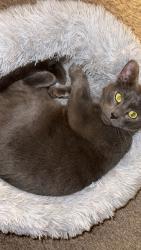 Lost Male Cat last seen Near 45th st ne Auburn, Wa, Auburn, WA 98002