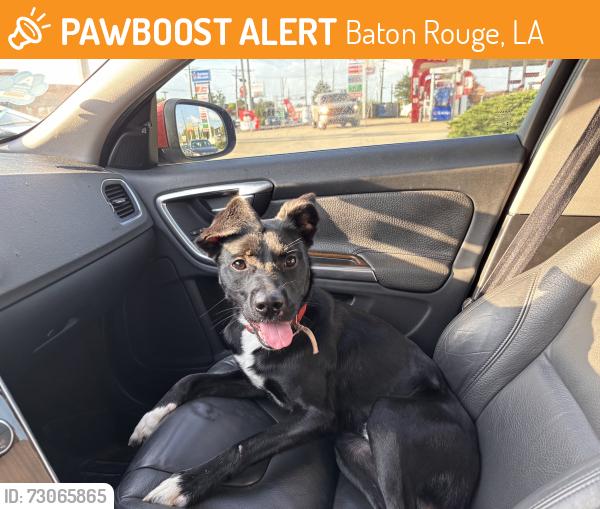 Found/Stray Male Dog last seen Near Rouzan Square Ave, Baton Rouge, LA 70808
