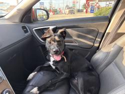 Found/Stray Male Dog last seen Near Rouzan Square Ave, Baton Rouge, LA 70808