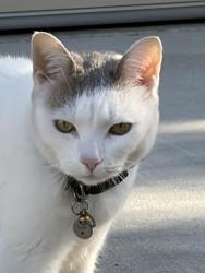 Found/Stray Unknown Cat last seen Next to chorus street, Irvine, CA 92618