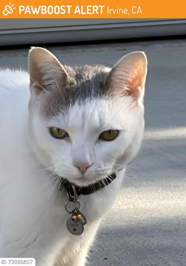 Found/Stray Unknown Cat last seen Next to chorus street, Irvine, CA 92618