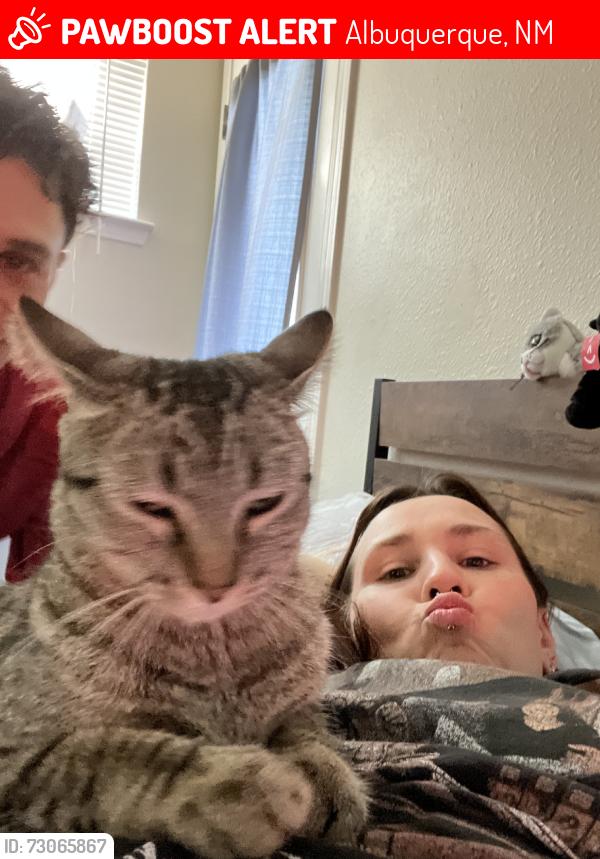 Lost Female Cat last seen Ja cT, Albuquerque, NM 87120