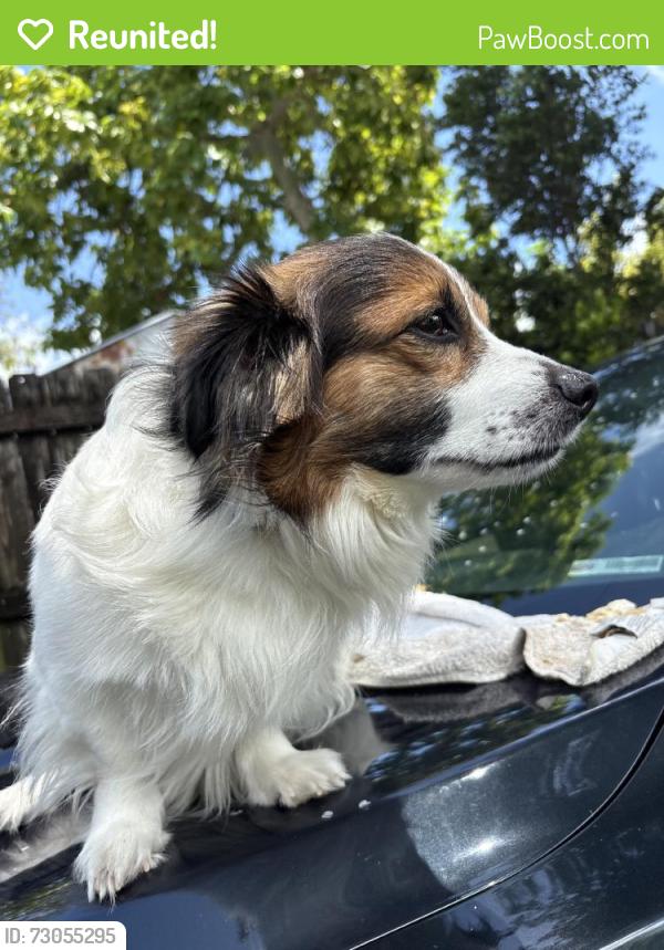 Reunited Male Dog last seen Near NE 2nd Ave, Miami Shores, FL 33161, USA, Miami Shores, FL 33161