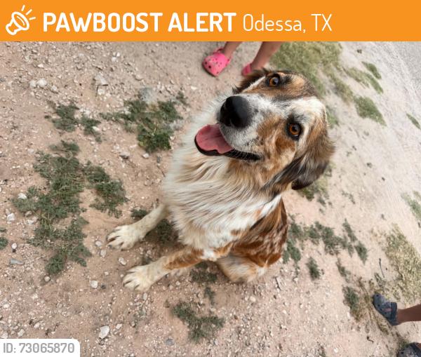 Found/Stray Male Dog last seen Hoffman Dr, Odessa, TX 79764