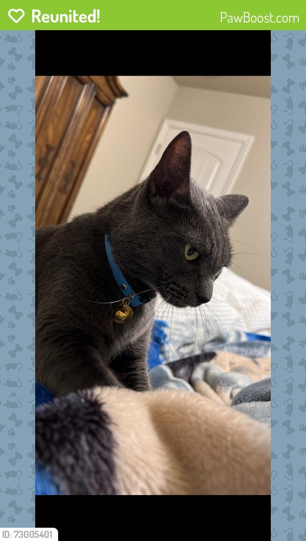 Reunited Male Cat last seen Peach & Olive , Fresno, CA 93725