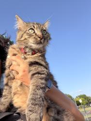 Found/Stray Unknown Cat last seen playground at rivers crossing, Hutto, TX 78634