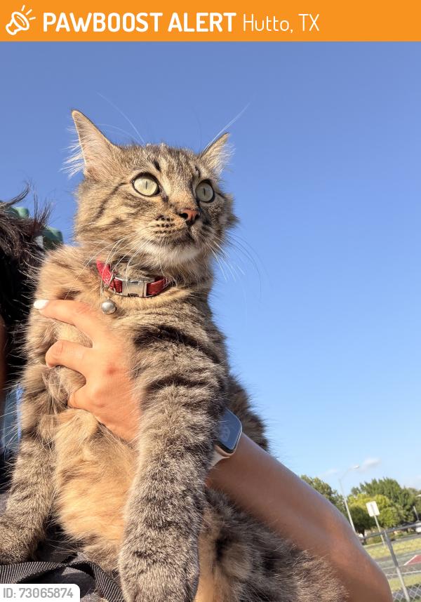 Found/Stray Unknown Cat last seen playground at rivers crossing, Hutto, TX 78634