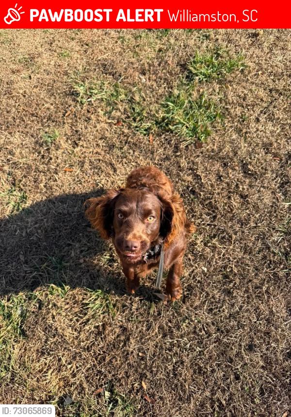 Lost Female Dog last seen Marathon Gas Station, Williamston, SC 29697