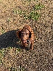 Lost Female Dog last seen Marathon Gas Station, Williamston, SC 29697