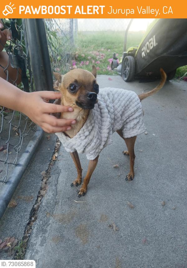 Found/Stray Male Dog last seen Pyrite & Mission, Jurupa Valley, CA 92509