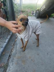 Found/Stray Male Dog last seen Pyrite & Mission, Jurupa Valley, CA 92509