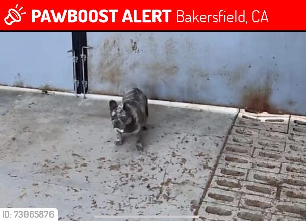 Lost Female Dog last seen Oswell st and E Brundage, Bakersfield, CA 93307