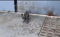 Lost Female Dog last seen Oswell st and E Brundage, Bakersfield, CA 93307