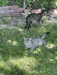 Lost Female Cat last seen Flandrau & orange, Saint Paul, MN 55106