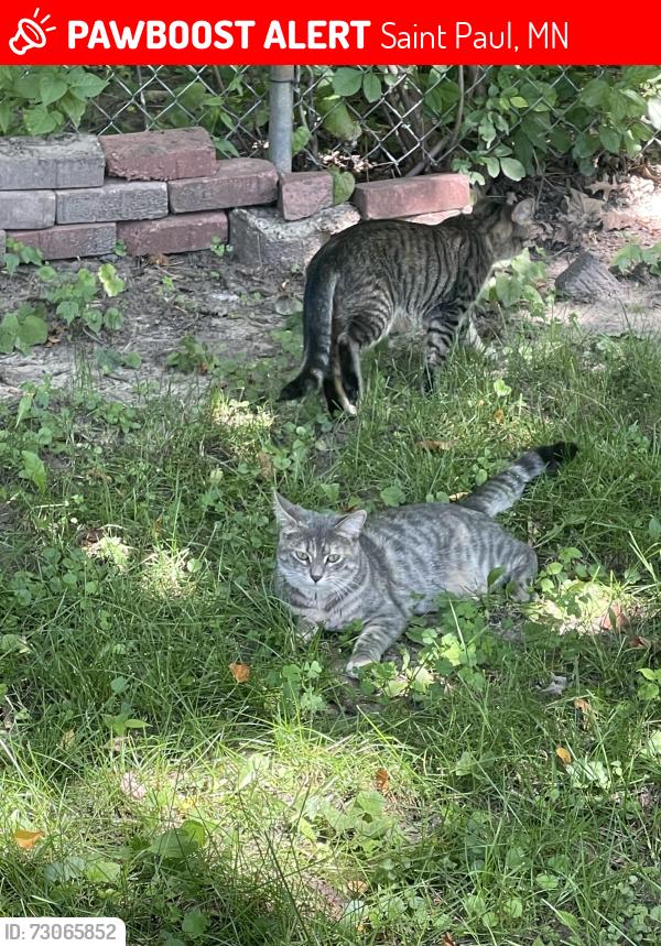 Lost Female Cat last seen Flandrau & orange, Saint Paul, MN 55106
