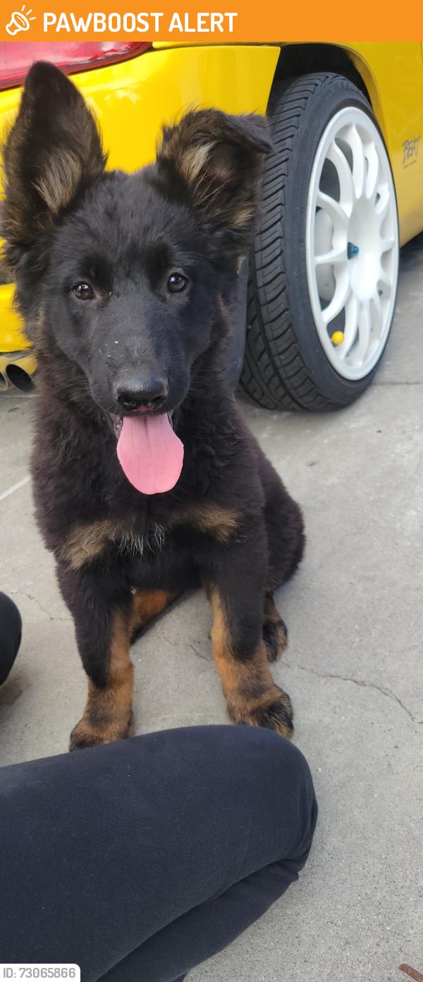 Found/Stray Female Dog last seen Bainford Ave la puente, South San Jose Hills, CA 91744