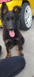 Found/Stray Female Dog last seen Bainford Ave la puente, South San Jose Hills, CA 91744