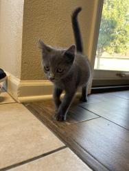 Found/Stray Male Cat last seen Corner of Kendal st, Jonesboro, AR 72401
