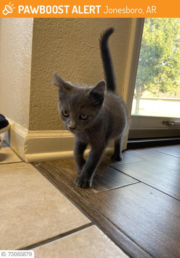 Found/Stray Male Cat last seen Corner of Kendal st, Jonesboro, AR 72401