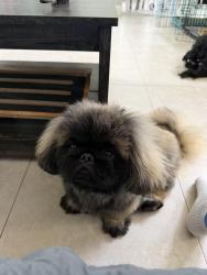 Reunited Male Dog last seen Hypoluxo and Lawrence, Boynton Beach, FL 33436