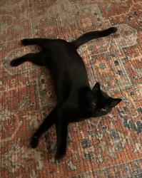 Lost Female Cat last seen 16th street, Wilmington, NC 28401
