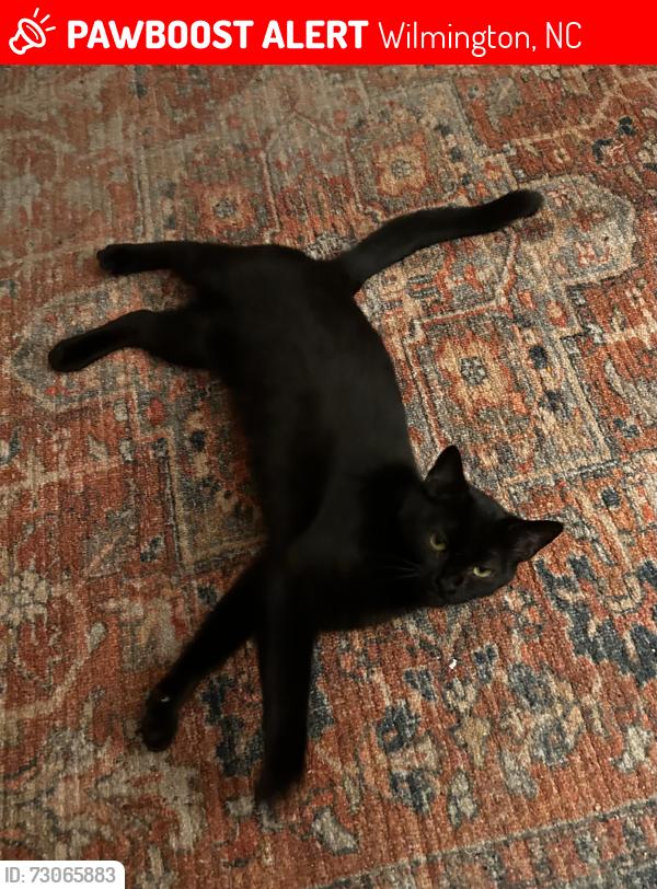 Lost Female Cat last seen 16th street, Wilmington, NC 28401