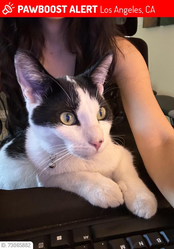 Lost Male Cat last seen Eldridge, Los Angeles, CA 91342
