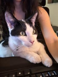 Lost Male Cat last seen Eldridge, Los Angeles, CA 91342