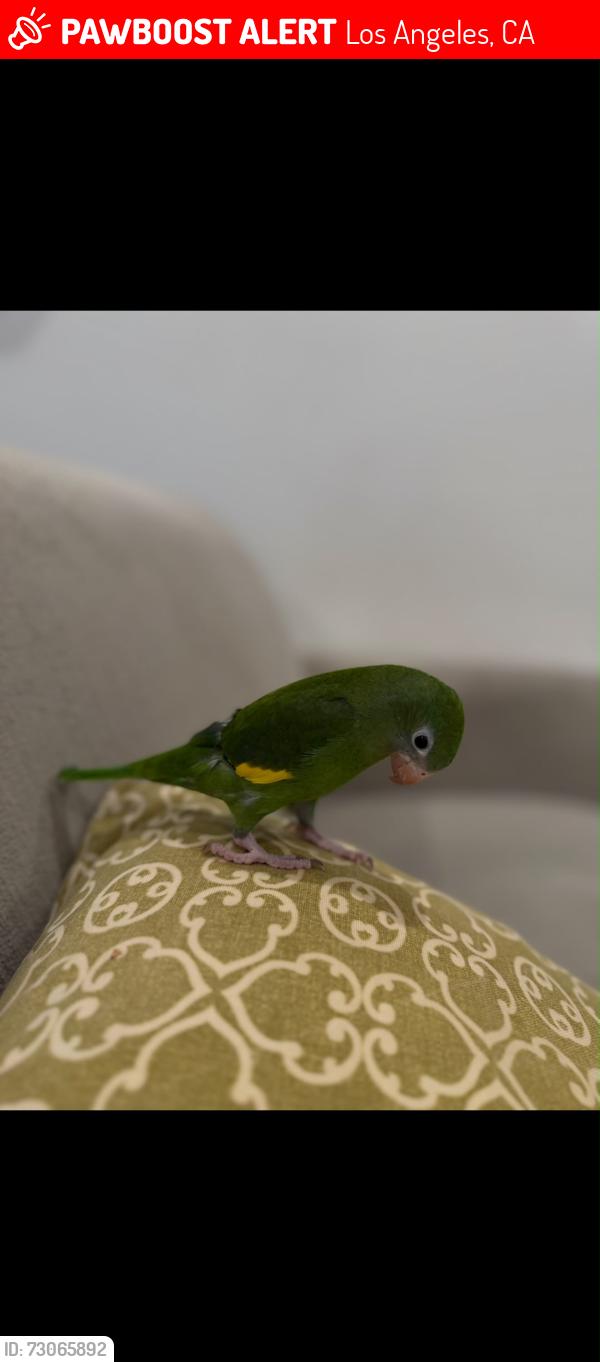 Lost Male Bird last seen Vanowen and shoup, Los Angeles, CA 91307
