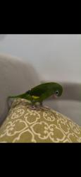 Lost Male Bird last seen Vanowen and shoup, Los Angeles, CA 91307