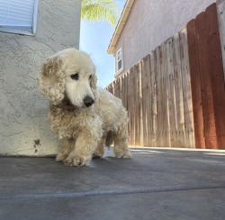 Found/Stray Unknown Dog last seen Redlands and Nuevo, Perris, CA 92572