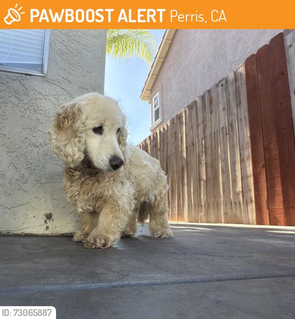 Found/Stray Unknown Dog last seen Redlands and Nuevo, Perris, CA 92572
