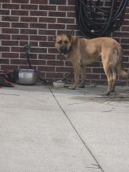 Found/Stray Male Dog last seen Na, Manchester, TN 37355